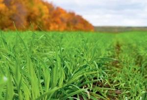 Посіви озимих культур перебувають в задовільному стані