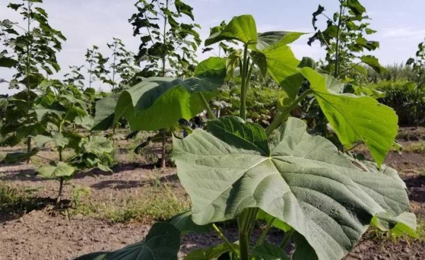 Деградовані землі на Кіровоградщині засаджують енергетичною павловнією