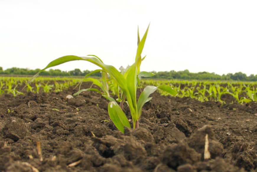 Якісний гербіцидний захист кукурудзи на ранніх етапах вегетації