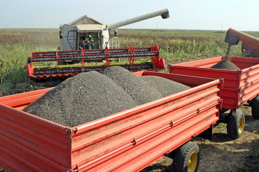 Жнива-2023: агрохолдинг KSG Agro розпочав збиральну кампанію соняшнику