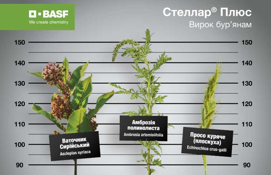 Компанія BASF випускає на ринок удосконалений гербіцид для кукурудзи Стеллар&reg;Плюс
