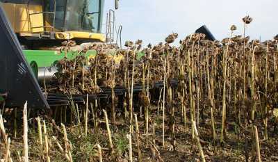 Агрохолдинг KSG Agro приступив до збирання соняшнику та кукурудзи