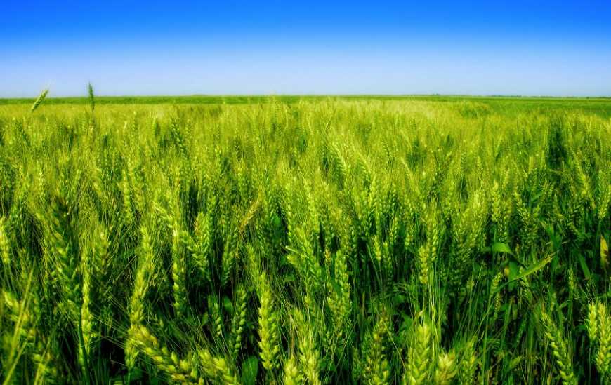 «UKRAVIT» пропонує аграріям нову послугу – трейдинг