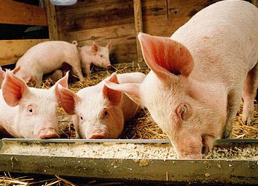 Мікотоксикози у свиней. Профілактика та лікування