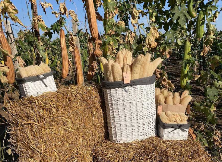 Фермер з Херсонщини планує відновити вирощування люфи на Київщині