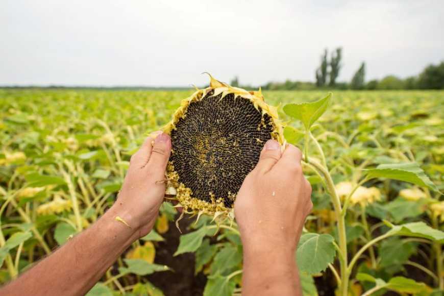 «Сингента» та «LNZ Group» оголошують стратегічне партнерство в сфері постачання гібридів соняшнику та кукурудзи