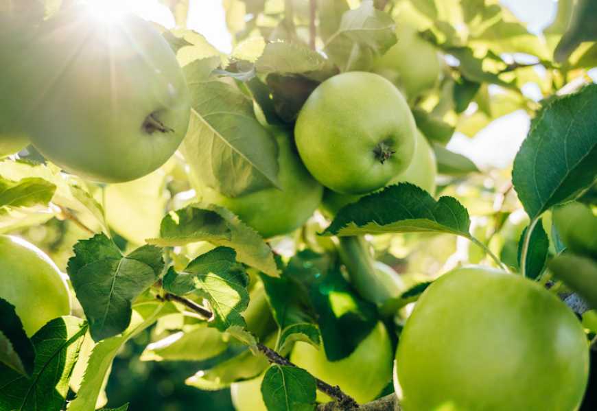 Контроль хвороб плодових насаджень