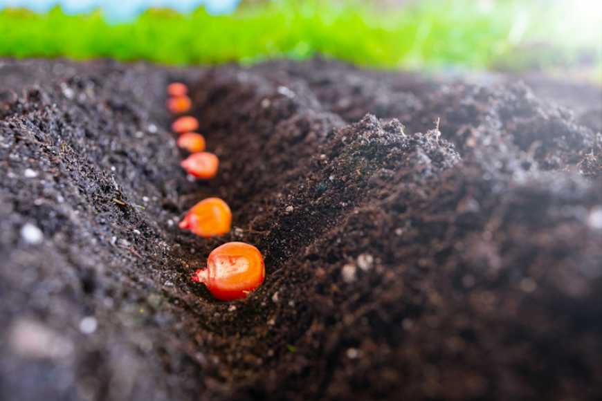 На які показники дослідити посівний матеріал кукурудзи?