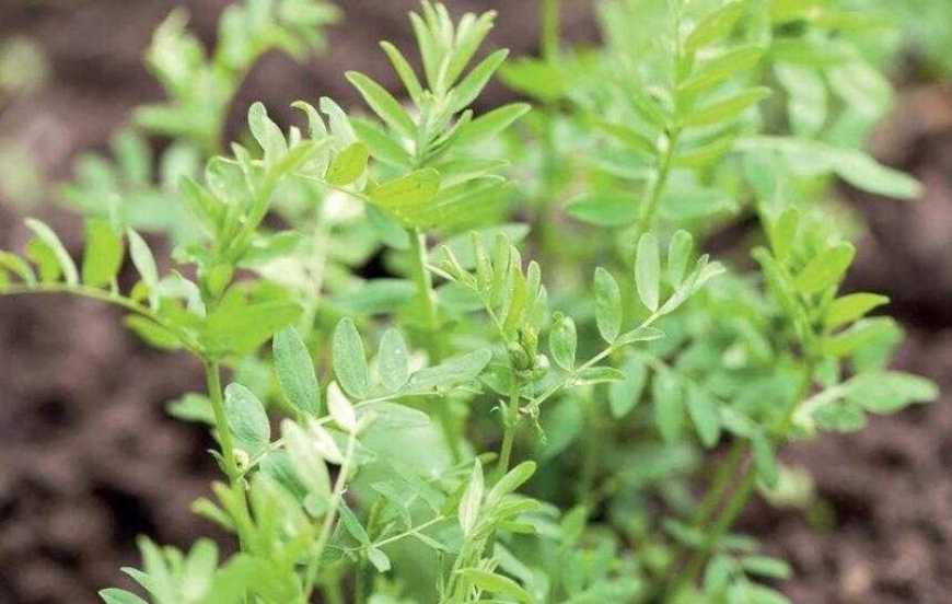 Наступного року на Одещині збільшать площі під сочевицею