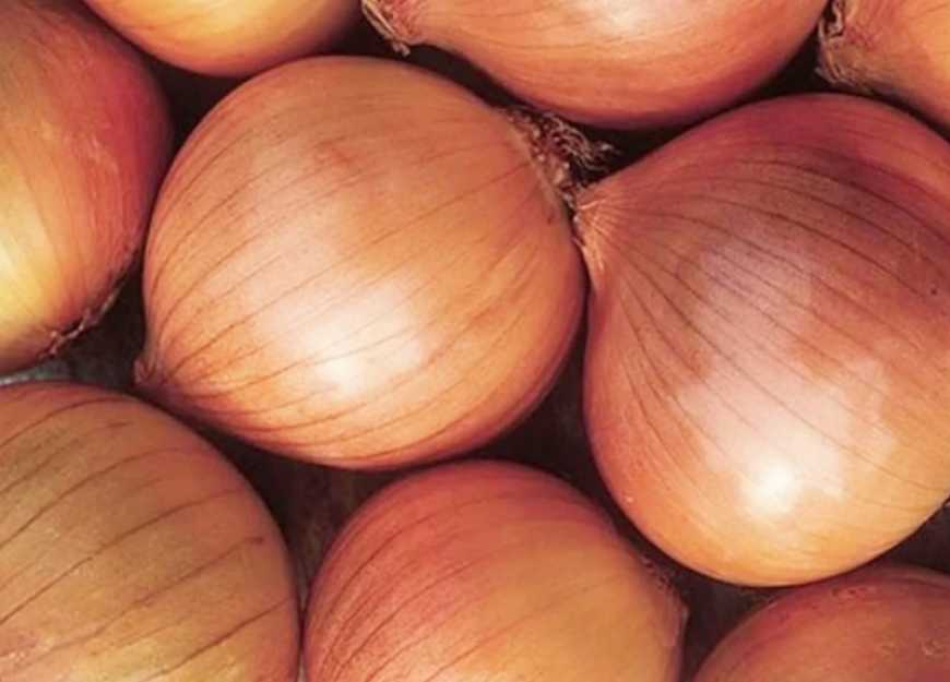 Україна розширює географію експорту цибулі