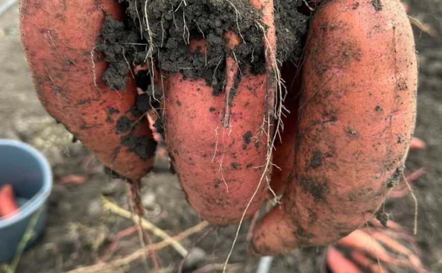 Перший промисловий врожай батату зібрали аграрії Одещини