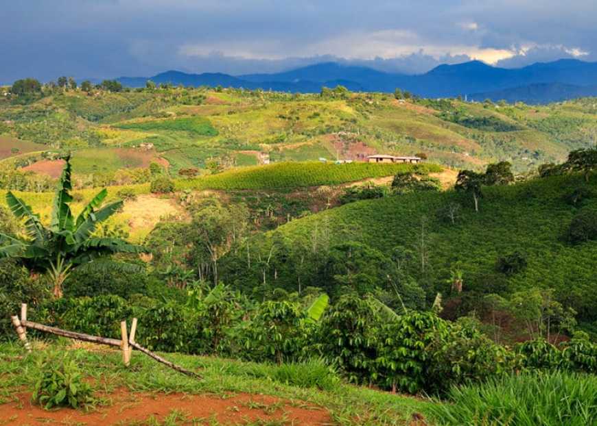 Каждый раз покупая натуральный молотый кофе вы, вероятно, берете арабику