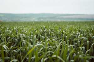 Системний підхід до гербіцидного захисту зернових колосових культур після відновлення вегетації навесні