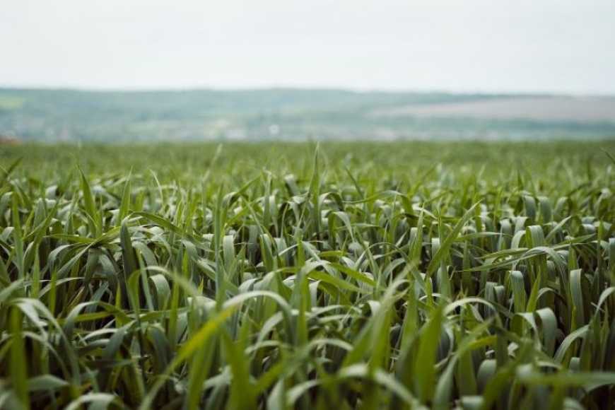 Системний підхід до гербіцидного захисту зернових колосових культур після відновлення вегетації навесні