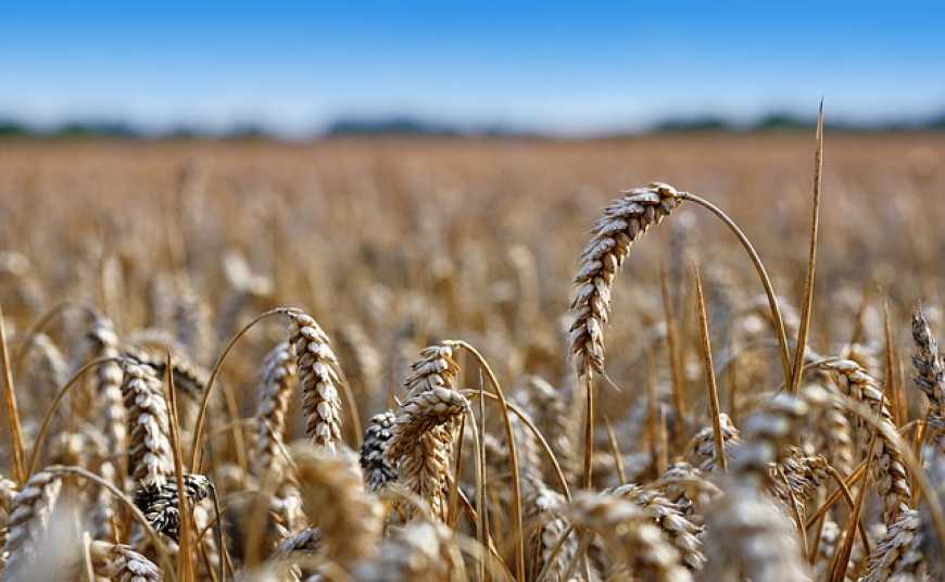 RAGT та Bayer підписали ексклюзивну угоду