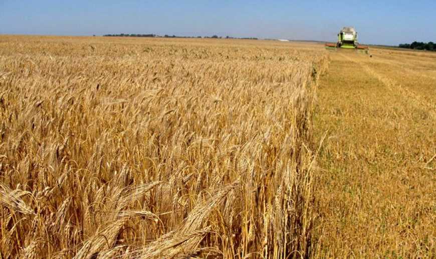 Аграрії зібрали врожай з 70% полів – Мінагро