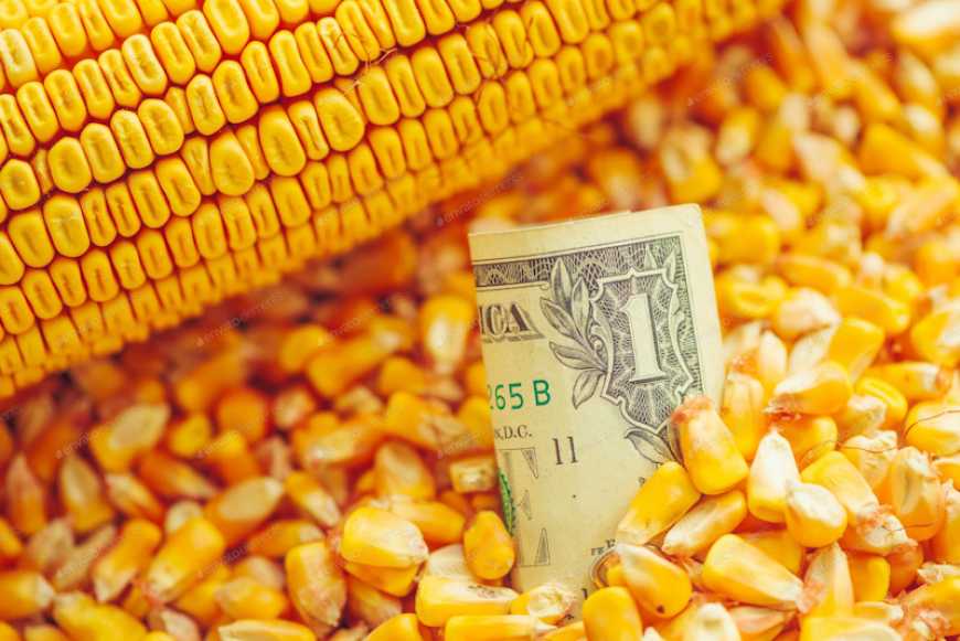 Ринок кукурудзи: ціни попиту у березні-квітні можуть впасти до 135-140 $/т
