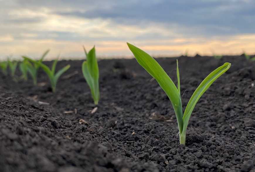 Переосмислення здоров&#039;я ґрунтів для сталого майбутнього