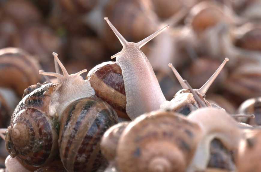 Україна збільшила експорт молюсків більш ніж на 27%