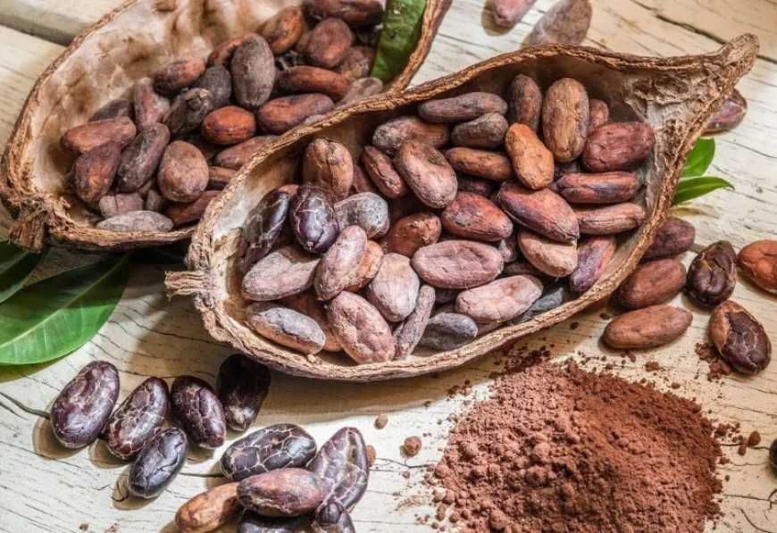 Какао-боби – найприбутковіший товар 2024 року