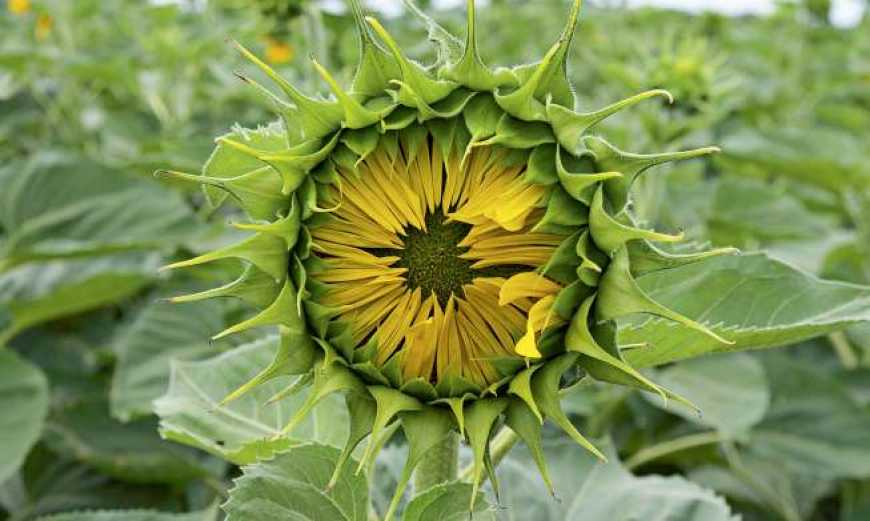 Аграрії Одещини зменшують площі під соняшником та ріпаком