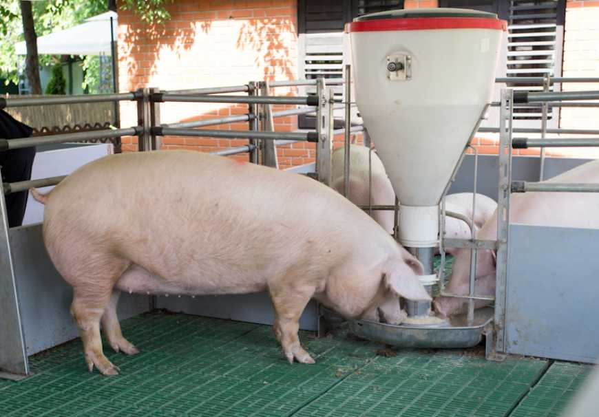 Нова популяція племінних свиней данської генетики на Буковині