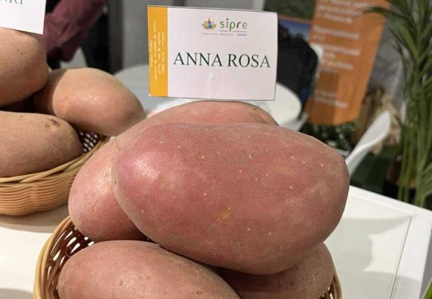 Новий сорт картоплі зареєстрували в Україні