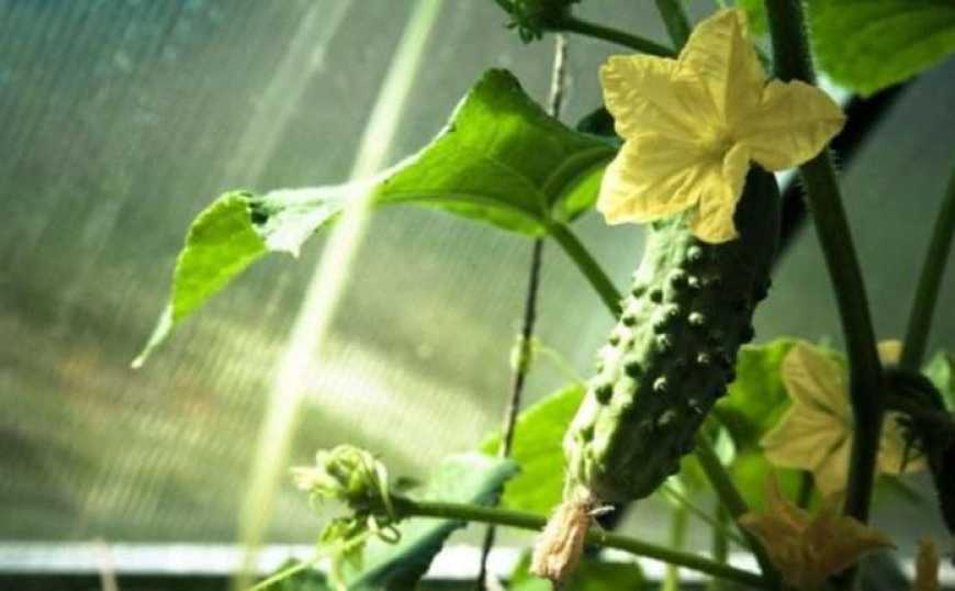 За тиждень огірки в Україні подорожчали на 40%