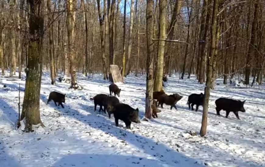 АЧС: на Прикарпатті посилюють контроль популяції диких свиней