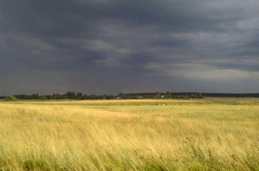 Окремі господарства можуть бути втрати до 20% урожаю ранніх зернових, - Адаменко