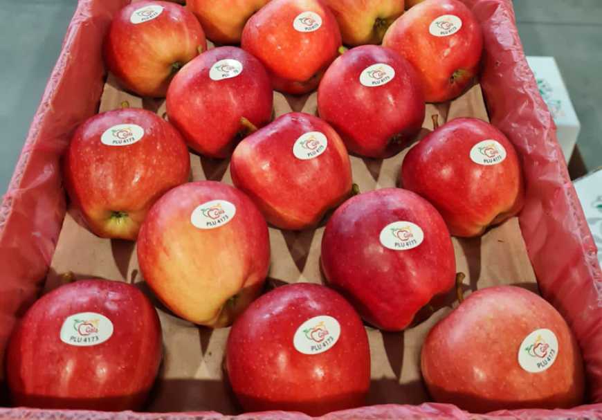 &laquo;Сади Дніпра&raquo; автоматизували сортування та пакування яблука на експорт
