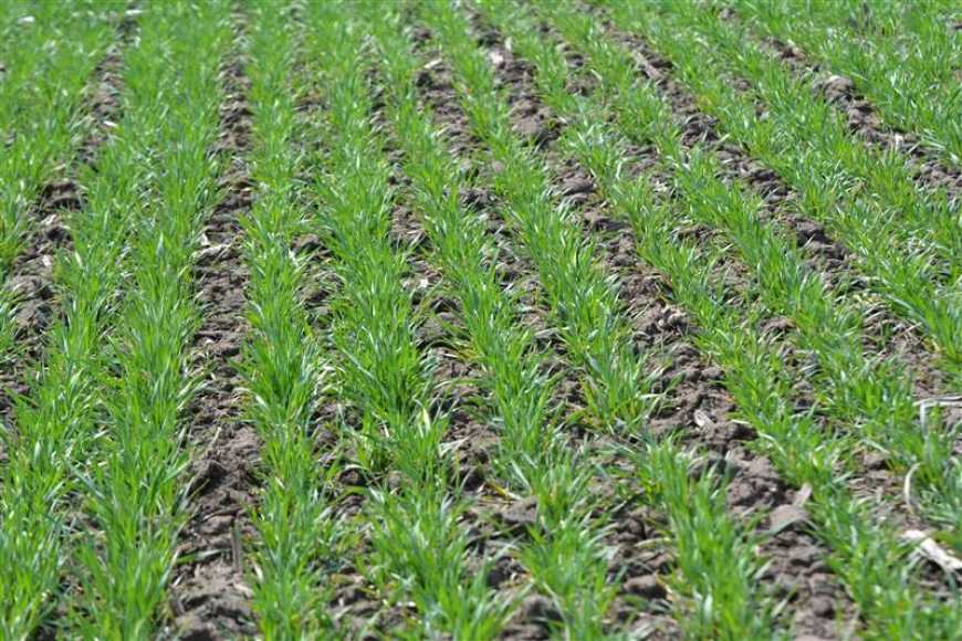 Збалансований весняний захист озимих допомагає зберегти рослини протягом вегетації