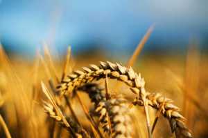 ЕлатусTM Ріа — відмінний фунгіцид для захисту озимої пшениці від основних плямистостей листя