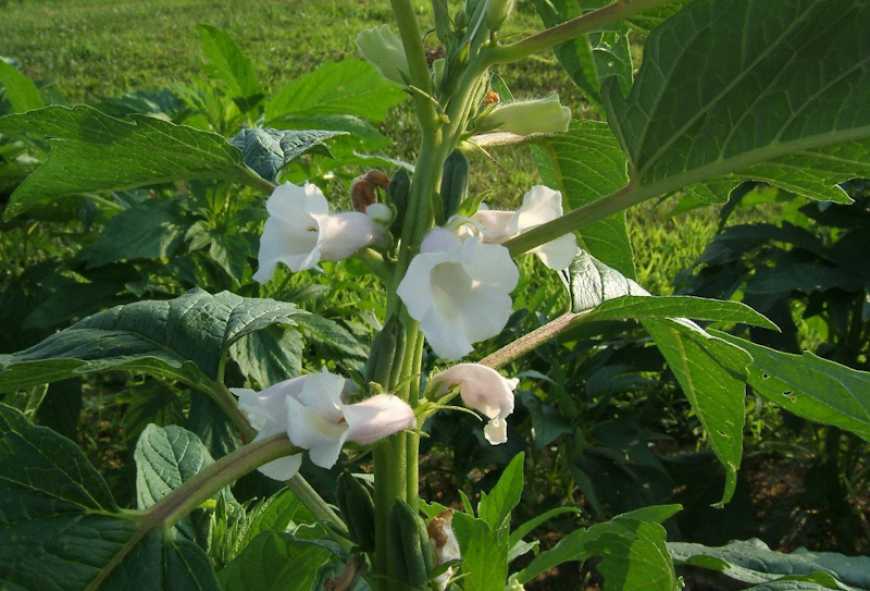 Вирощування кунжуту: одна із найперспективніших ніш у сільському господарстві