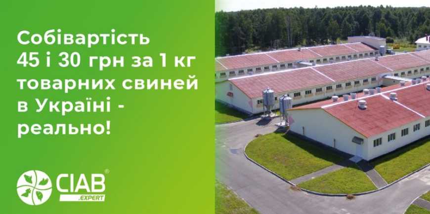 Практичний досвід: як зробити свинарство бізнесом, а не проблемою