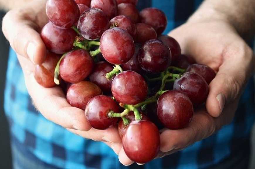 Винороби Одещини потребують державної підтримки, – Петрів