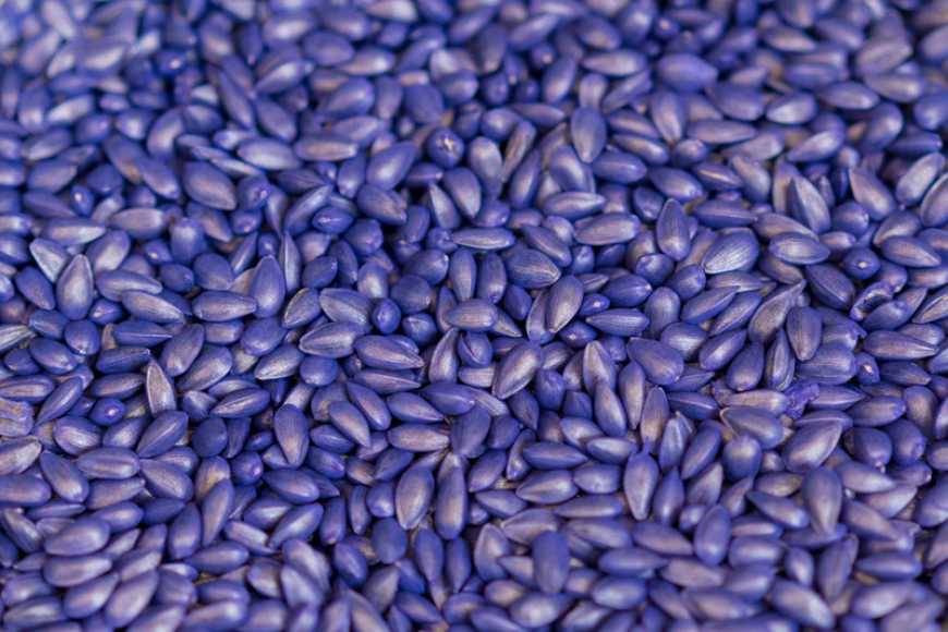 Плануємо весняний захист ярих культур під час вибору насіння: експертні поради