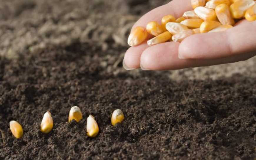 Під час посівної аграрії використовували 340 сортів кукурудзи – дослідження