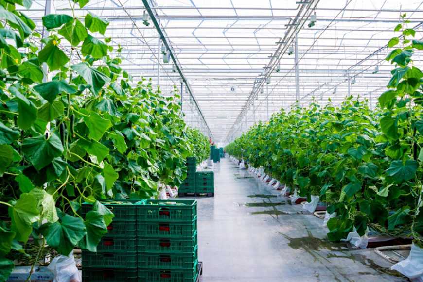 З кожним роком кількість теплиць в Україні зростатиме – експерт