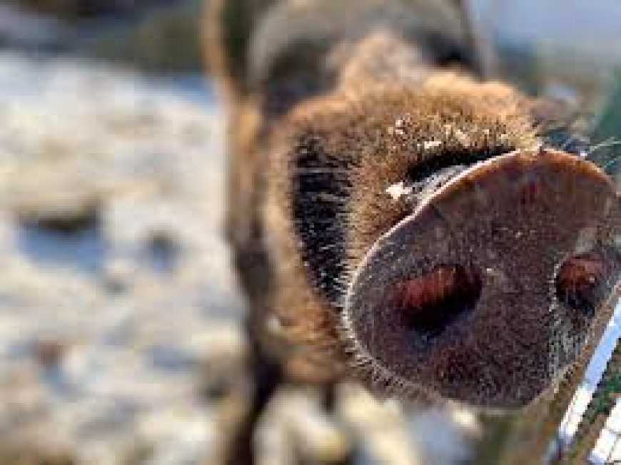 АЧС: понад 65% спалахів в Україні трапилося у дикій фауні