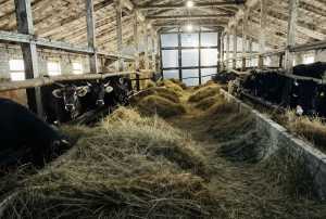 Тварини лебединської породи