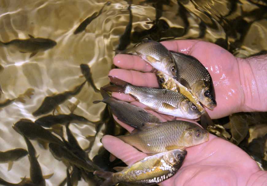 У водойми України вселено ще близько 140 000 рибин