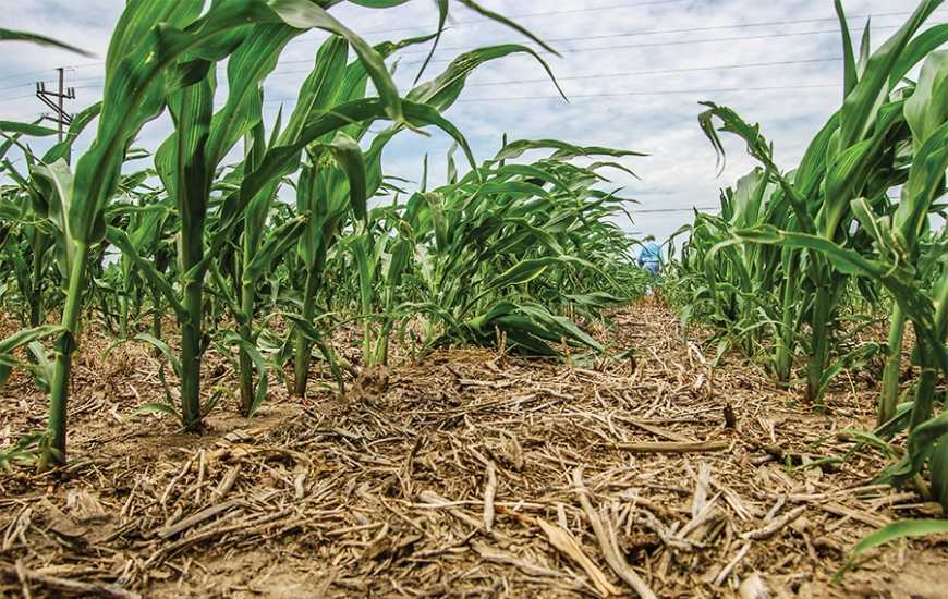 Біотехнології в no-till: як підвищити ефективність, заощадити кошти та відродити ґрунти за допомогою мікробіології