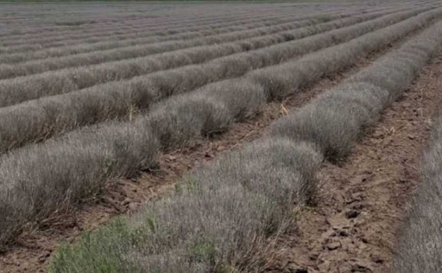 Через морози загинуло найбільше лавандове поле України
