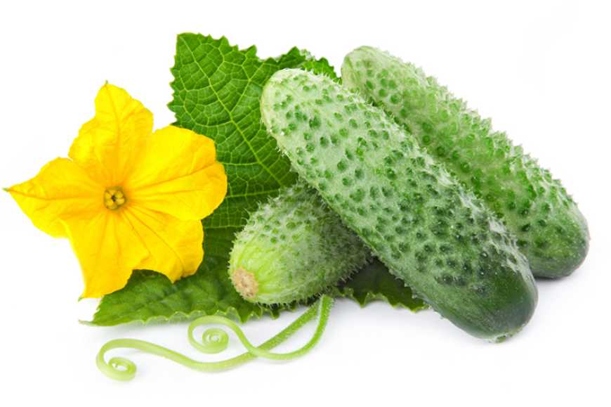 В Україні знижуються ціни на огірки