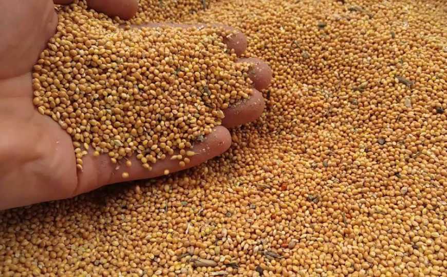 Цьогоріч урожайність проса в Україні на 4,5 ц/га поступається торішній