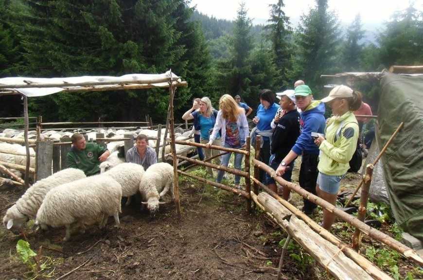 Екотуризм: на Закарпатті відкрили літню школу вівчарства