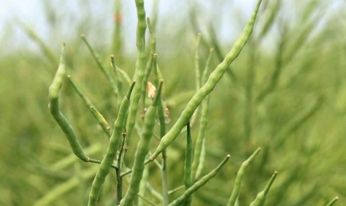 Україні вдвічі наростила експорт ріпаку порівняно з минулим роком