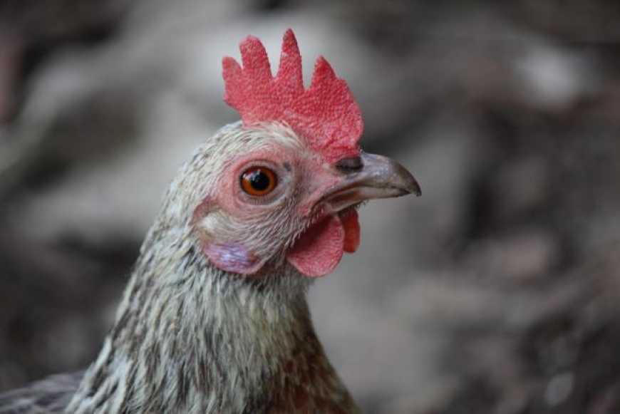 На Миколаївщині знову виявлено пташиний грип