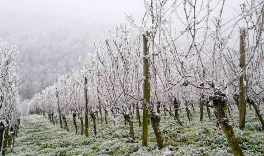 На Закарпатті рятують сади та ягідники від нічних заморозків